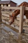 Grand cheval brun avec tache blanche au front en bride à l'hippodrome avec clôture en bois — Photo de stock