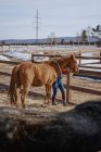 Arbeiter pflegt braunes Pferd auf offenem Hof — Stockfoto