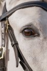 Face de cheval gris avec oeil brun et bride, gros plan — Photo de stock