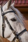 Faccia di cavallo grigia con occhio marrone e briglia, primo piano — Foto stock