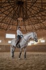 Elegante caballo gris manzana con cola esponjosa y jinete en silla de montar caminando alrededor de la arena grande luz - foto de stock