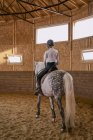 Grazioso cavallo grigio ananas con coda soffice e cavallerizza in sella passeggiando per la grande arena leggera — Foto stock