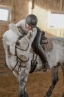 Jinete a caballo gris manzana en arena redonda - foto de stock