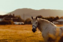 Beautiful white horse in field at countryside — Stock Photo