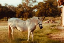 Beautiful white horse in field at countryside — Stock Photo