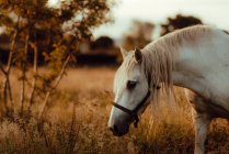 Красивая белая лошадь в поле в сельской местности — стоковое фото