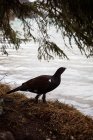 Schwarze Ente auf See in den Bergen — Stockfoto