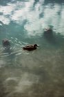 Черная утка на озере в горах — стоковое фото