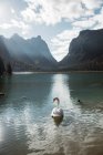 Лебеді в озері серед красивих лісів і гір — стокове фото