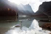 Cisnes en el lago en medio de hermosos bosques y montañas - foto de stock
