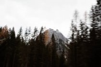 Grandes montañas cerca del bosque de pinos en tiempo nublado - foto de stock