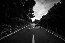 Black and white shot of dog and donkey meeting on asphalt road on cloudy daytime in countryside — Stock Photo