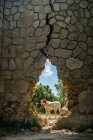 Смішний собака стоїть за дірою в старій кам'яній стіні в сонячний день в сільській місцевості — стокове фото