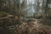 Ponte pedonale in legno sul piccolo fiume che scorre attraverso la foresta nebbiosa con alberi ricoperti di edera e raggi solari che irrompono nella nebbia nel parco forestale di Tollymore in Irlanda — Foto stock