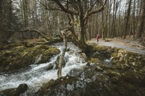 Весенний пейзаж лесного парка с небольшой бушующей рекой, протекающей среди старых деревьев и камней, покрытых мхом в Северной Ирландии — стоковое фото