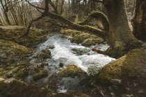 Весняний пейзаж лісового парку з невеликою бурхливою річкою, що тече серед старих дерев і каменів, вкритих мохом у Північній Ірландії. — стокове фото