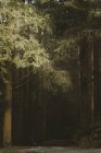 Гравийная лесная тропа, ведущая через тихий весенний парк с высокими листовыми деревьями и зеленой травой в Северной Ирландии — стоковое фото