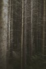 Высокие высокие лиственные деревья в лесу в Северной Ирландии — стоковое фото