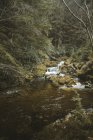 Frühlingslandschaft des Waldparks mit kleinem reißenden Fluss, der zwischen alten Bäumen und mit Moos bewachsenen Steinen in Nordirland fließt — Stockfoto