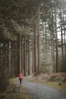 Vista posterior de una viajera anónima en chaqueta abrigada caminando por el bosque mientras visita Tollymore Forest Park en Irlanda del Norte en el día de primavera - foto de stock