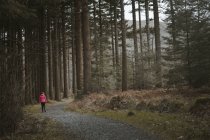 Back view of anonymous woman traveler in warm jacket walking on forest while visiting Tollymore Forest Park in Northern Ireland in spring day — Stock Photo