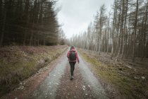 Vista posterior de una viajera anónima en chaqueta abrigada caminando por el bosque mientras visita Tollymore Forest Park en Irlanda del Norte en el día de primavera - foto de stock