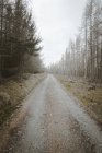Sentier forestier de gravier menant à travers un paisible parc printanier silencieux avec de hauts arbres sans feuilles et de l'herbe verte en Irlande du Nord — Photo de stock