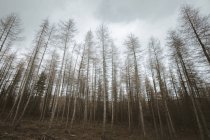 Hohe blattlose Bäume in einem Wald in Nordirland — Stockfoto