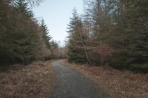 Trilha de floresta de cascalho que leva através do tranquilo parque de primavera silencioso com altas árvores sem folhas e grama verde na Irlanda do Norte — Fotografia de Stock