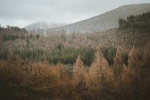 Paisagem calma de vale com floresta mista e montanhas nebulosas com alguma neve em encostas em dia sombrio nublado na Irlanda do Norte — Fotografia de Stock