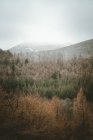 Paisaje tranquilo de valle con bosque mixto y montañas brumosas con un poco de nieve en las laderas en un día nublado y sombrío en Irlanda del Norte - foto de stock