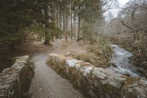 Sentiero forestale di ghiaia che conduce attraverso un tranquillo parco primaverile silenzioso con alberi senza foglie e erba verde in Irlanda del Nord — Foto stock