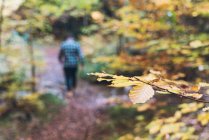 Goldenes Blatt auf kleinem Zweig mit Herbstwald und Wandern in Freizeitkleidung auf Pfad vor verschwommenem Hintergrund — Stockfoto