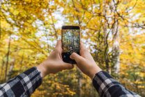 Von unten der Erntehelfer im karierten Hemd, die Herbstbäume auf dem Handy fotografieren, mit Wäldern auf verschwommenem Hintergrund — Stockfoto