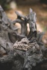 Teschio di drago fatto a mano posto su tronco di legno secco su terreno forestale — Foto stock