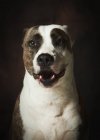 Brown y blanco moteado perro Staffordshire Terrier sentado y mirando con interés contra el fondo negro - foto de stock