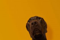 Calmo atencioso marrom cabeça de cão Vizsla contra fundo laranja — Fotografia de Stock