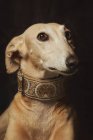 Allarme attento cane bruno soghthound in colletto fantasia, colpo in studio — Foto stock