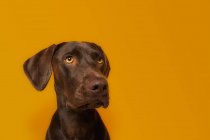 Alerte obéissante chien Vizsla aux cheveux bruns brillants et aux yeux jaunes étonnants regardant loin sur un fond orange vif — Photo de stock