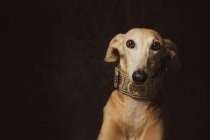 Gehorsamer brauner Windhund im trendigen breiten Halsband, Studioaufnahme — Stockfoto