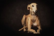 Obedient brown Sighthound dog in trendy wide collar, studio shot — Stock Photo