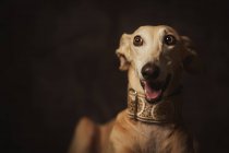 Obedient brown Longdog dog with mouth open in trendy wide collar looking away with surprise against dark background — Stock Photo