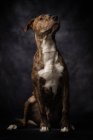 Спокійний пес Стаффордшира з коричнево-білим хутром, що сидить з гордою поставою в студії — стокове фото