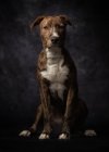 Orgulhoso manchado American Terrier cão sentado em estúdio — Fotografia de Stock