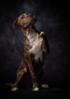 Proud spotted American Terrier dog lifting paw in studio — Stock Photo