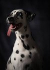Calm adult interested Dalmatian dog looking away with tongue out — Stock Photo
