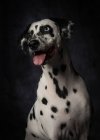 Obedient spotted Dalmatian dog with mouth open and sticking out tongue looking away with curiosity in studio — Stock Photo