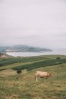 Коричневая корова пасущаяся на зеленых пустых полях с маленькой деревней вдоль побережья на заднем плане в Comillas Cantabria в Испании — стоковое фото