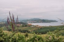 Coloridas flores y plantas en el verde prado vacío con un sinfín de campos y un pequeño pueblo en el fondo sobre el tiempo nublado en Comillas Cantabria en España - foto de stock