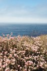 Рожеві квіти на березі моря в яскравий день — стокове фото